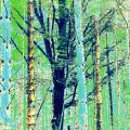 Künstlerische Fotografie von Eva Leopoldi. Unterschiedliche Bäume im Wald in verfremdeten Farben hellblau/grün